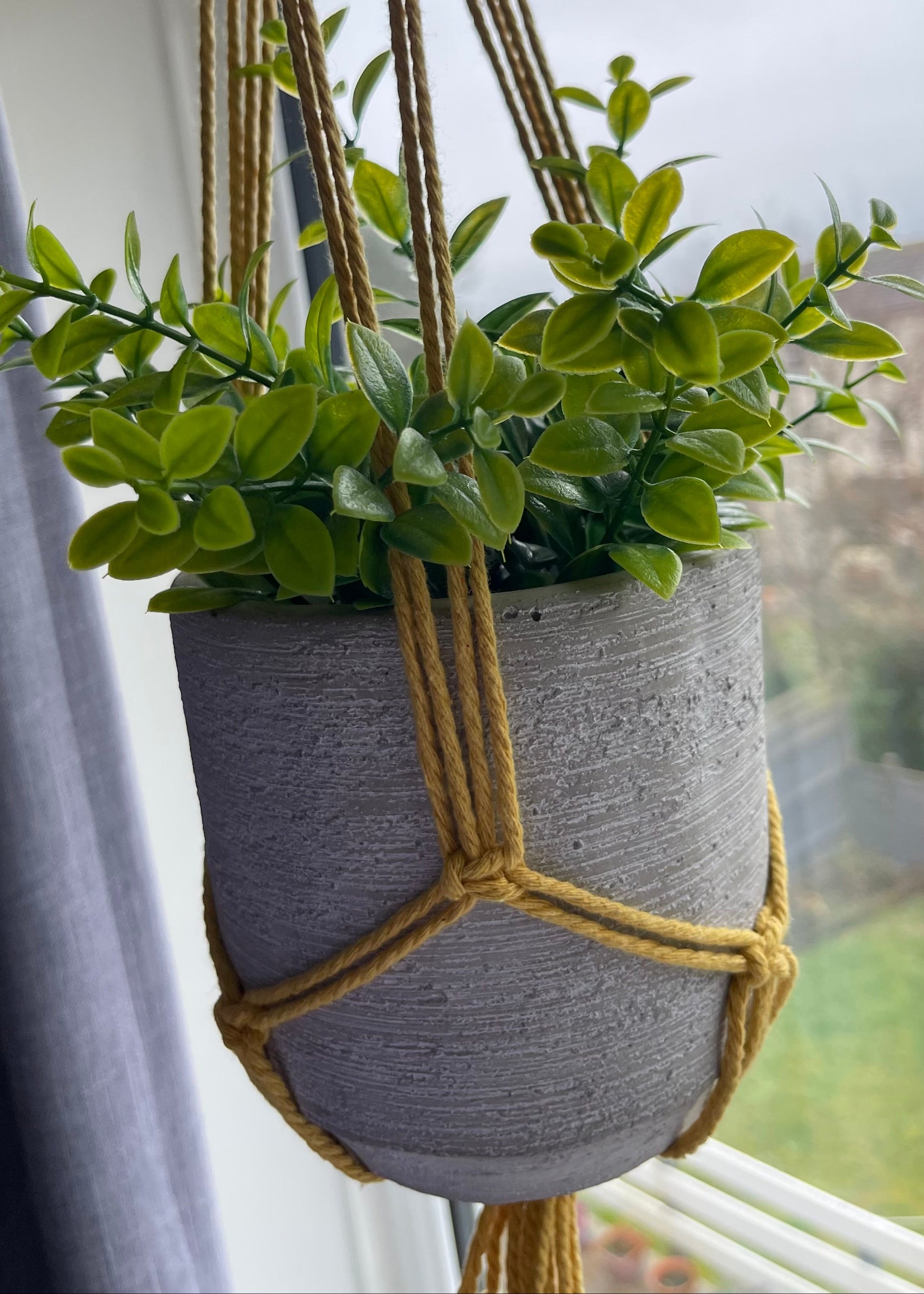 Hanging plant in a textured pot with macrame hanger against a window.