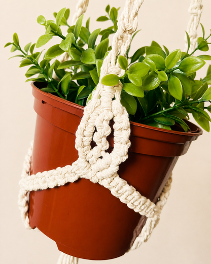 Close up of handmade cotton hanging plant holder with detailed macrame knots