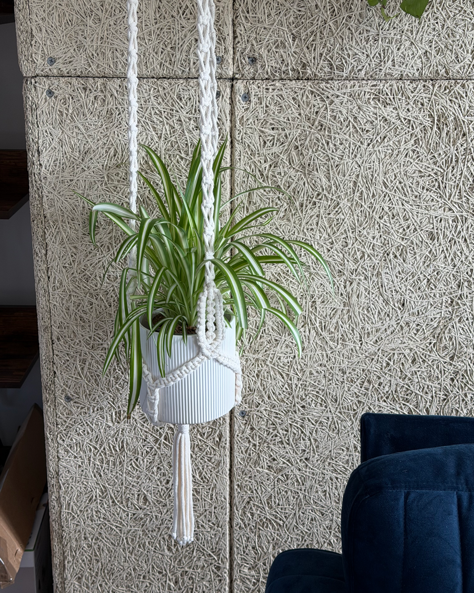 Handmade macrame plant hanger with spider plant at Harmonic Haven