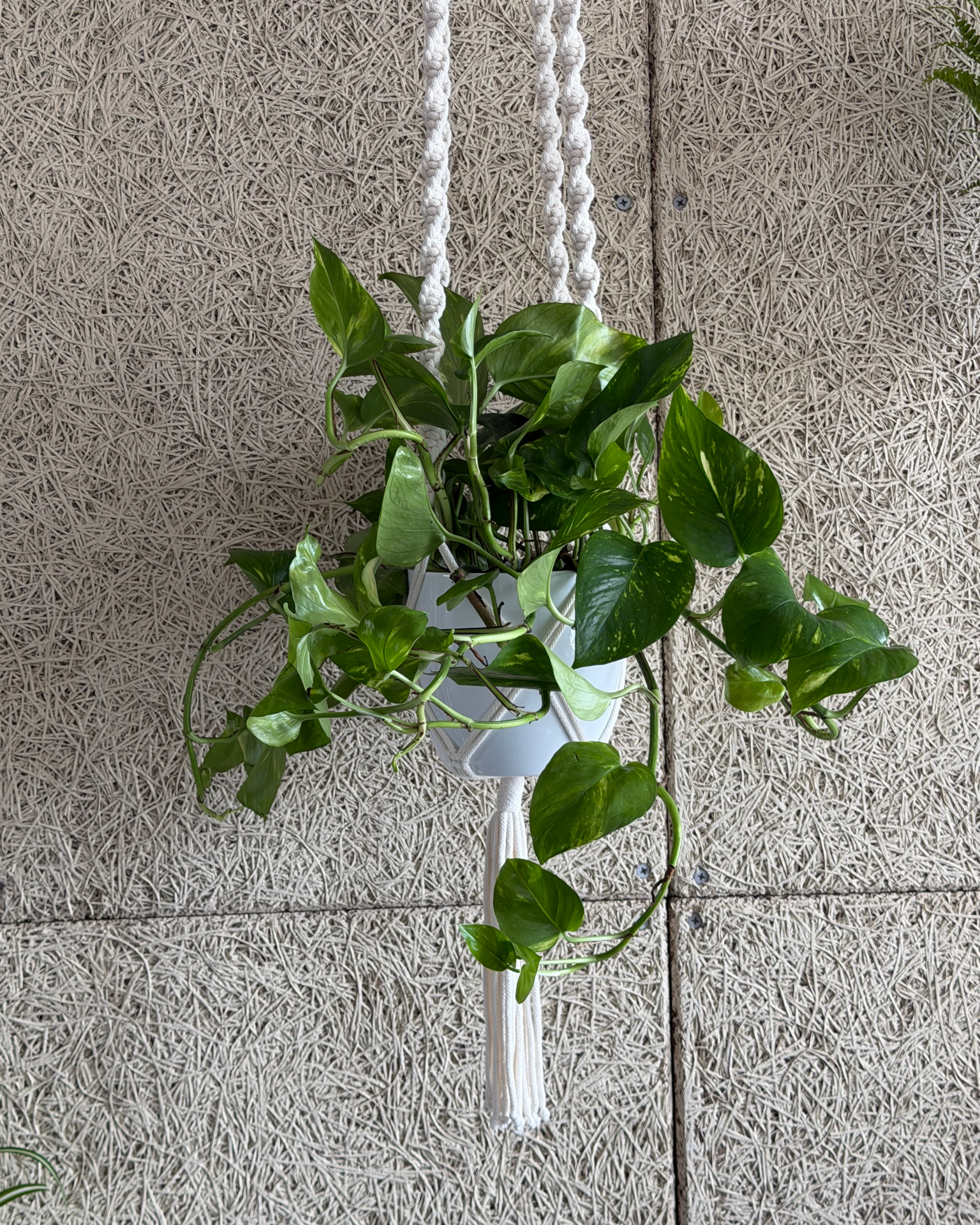 Long handmade macrame plant hanger with trailing pothos