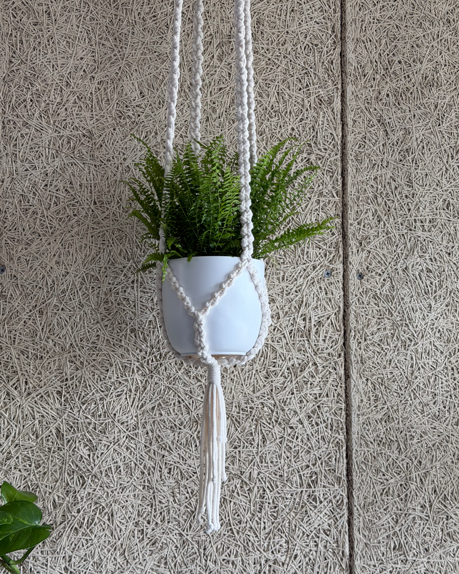 Handmade macrame plant hanger with fern in a white pot