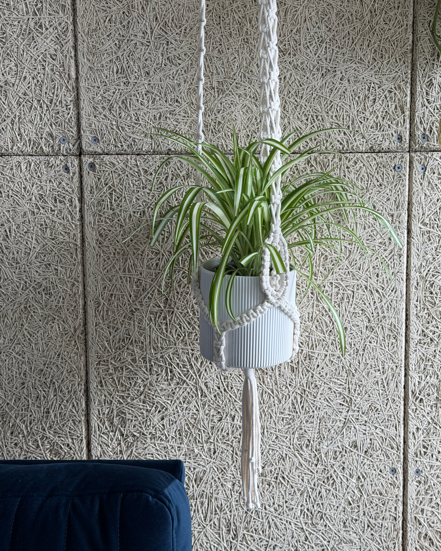 Macrame plant hanger with spider plant displayed above the studio seating area