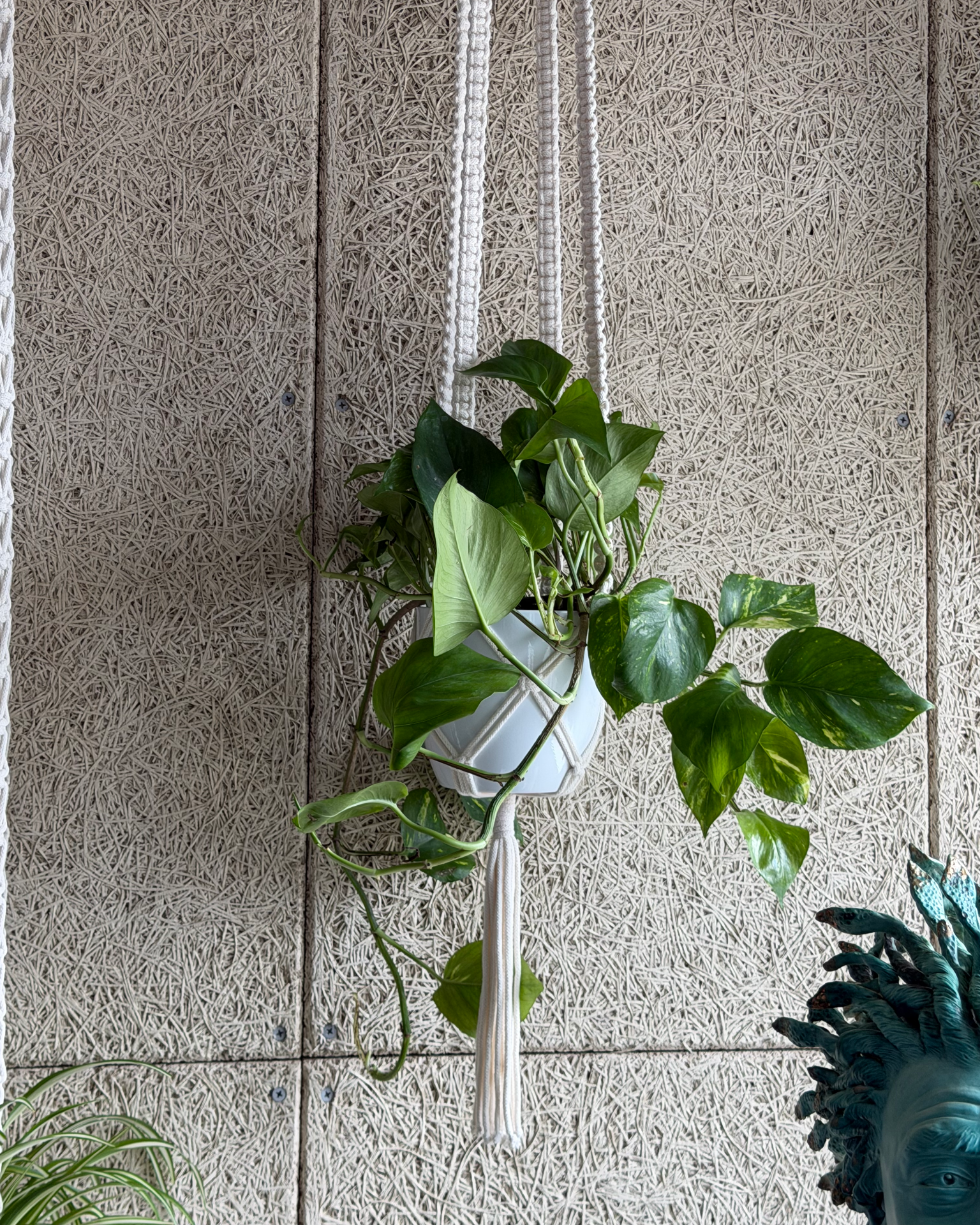 Handmade macrame plant hanger with trailing pothos at Harmonic Haven