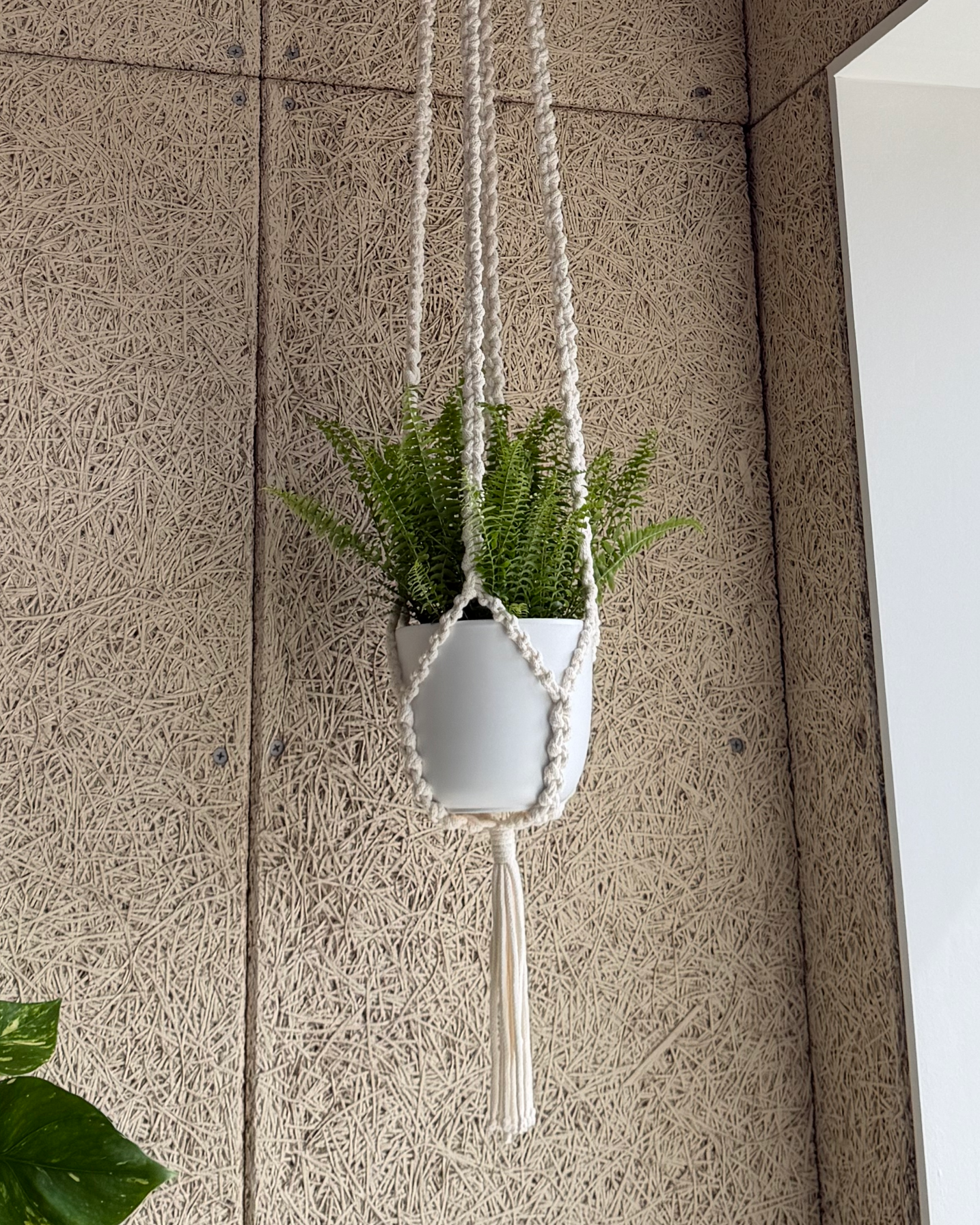 Long macrame plant hanger with fern in the Harmonic Haven studio